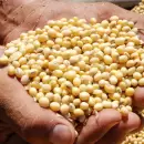 Economía oficializó el programa de compensación para pequeños y medianos productores