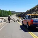 Comenzó el Operativo Trashumancia en Neuquén: las recomendaciones oficiales