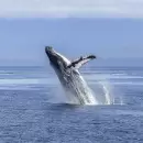 Ballenas: claves frente al cambio climático y para la economía azul