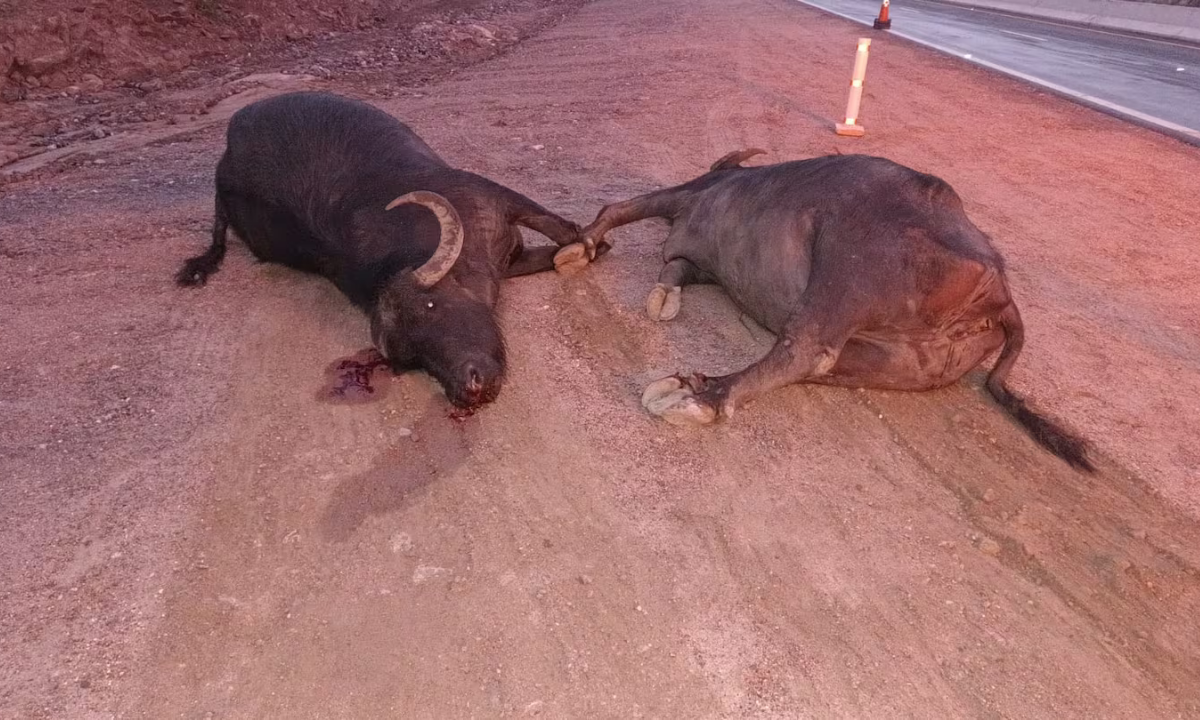 Camioneta chocó contra dos búfalos en la autovía de Punilla • Canal C