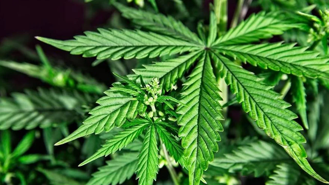 cannabis