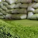 Impacto en Misiones: una gigante yerbatera frena pagos a productores