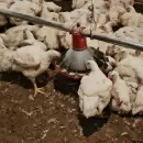 Se agrava la crisis en Granja Tres Arroyos: miles de pollos podrían morir en horas