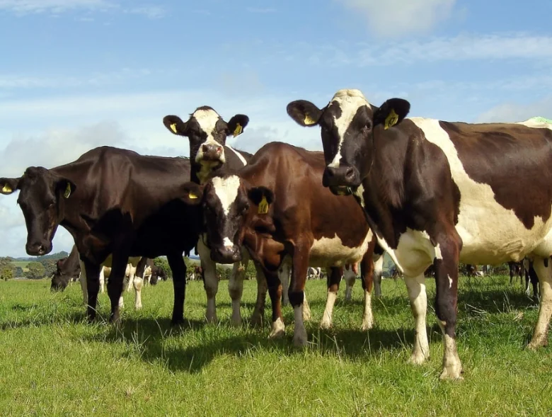 Vacas